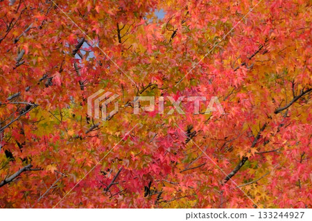 晴朗的秋葉 晴朗的秋葉 133244927