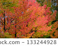 晴朗的秋葉 133244928
