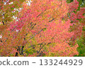 晴朗的秋葉 133244929