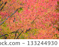 晴朗的秋葉 133244930