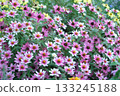 百日草 133245188