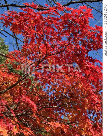 明亮的紅色在藍天留下發光 133245276
