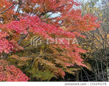 秋天楓葉的漸變 133245278