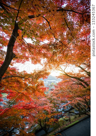 Autumn leaves in Ibaraki - Eigenji Momiji Temple Autumn leaves in Ibaraki - Eigenji Momiji Temple 133245367