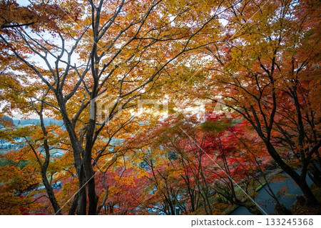 Autumn leaves in Ibaraki - Eigenji Momiji Temple Autumn leaves in Ibaraki - Eigenji Momiji Temple 133245368