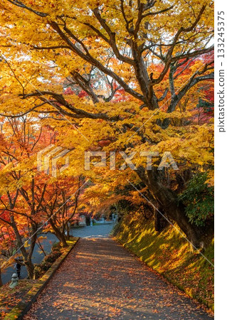Autumn leaves in Ibaraki - Eigenji Momiji Temple 133245375