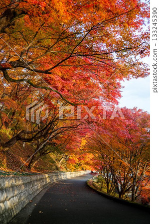 Autumn leaves in Ibaraki - Eigenji Momiji Temple Autumn leaves in Ibaraki - Eigenji Momiji Temple 133245390