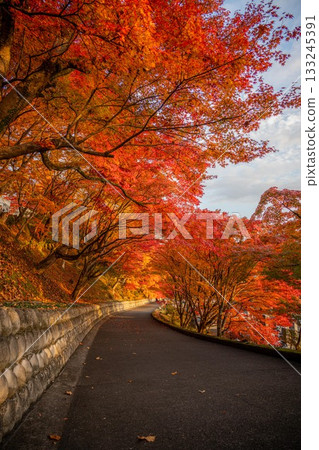 Autumn leaves in Ibaraki - Eigenji Momiji Temple 133245391