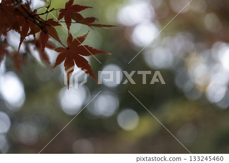 明亮的秋葉 133245460