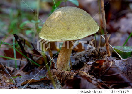 森林中野生菇類的微距照片 133245579