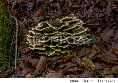 森林中野生菇類的微距照片 133245585