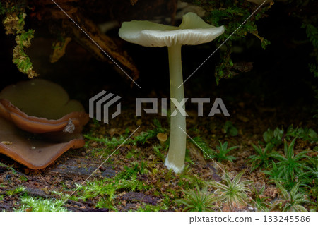 Macro photo of wild mushrooms growing in the forest 133245586