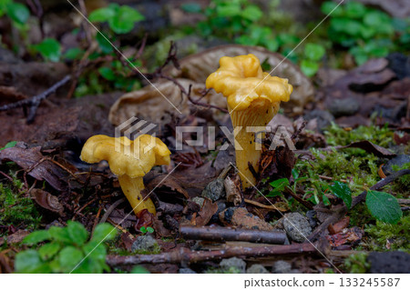 森林中野生菇類的微距照片 森林中野生菇類的微距照片 133245587