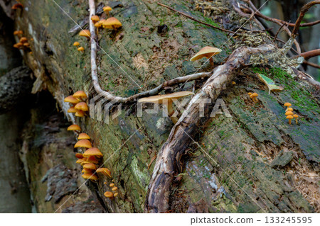 森林中野生菇類的微距照片 133245595