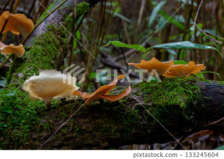 Macro photo of wild mushrooms growing in the forest Macro photo of wild mushrooms growing in the forest 133245604