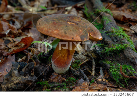 Macro photo of wild mushrooms growing in the forest Macro photo of wild mushrooms growing in the forest 133245607