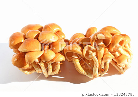菇(大滑子菇) 菇(大滑子菇) 133245793