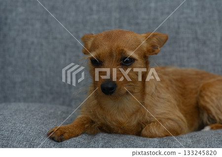 Charming small dog resting on a cozy gray couch in a serene indoor setting during a quiet afternoon 133245820