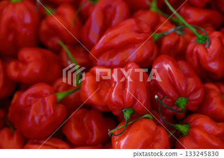 Vibrant red peppers piled high in a bustling market showcasing agricultural abundance and culinary potential 133245830