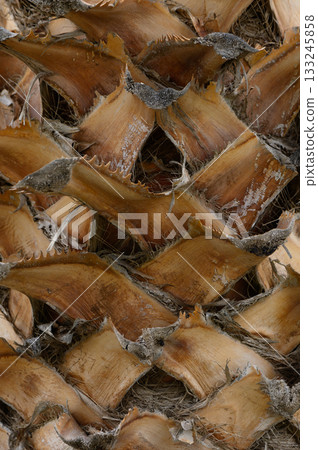 Exploring the intricate textures and patterns of a pine cone in detailed close-up shot during late afternoon sunlight 133245858
