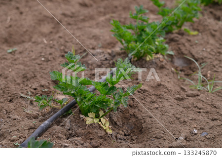 Freshly planted celery thrives in a rich, earthy garden bed under soft afternoon sunlight in early spring 133245870