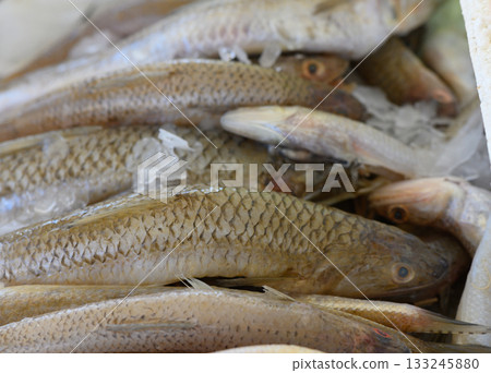 Fresh catch of the day displayed in a bustling market as fishermen prepare for a busy afternoon ahead Fresh catch of the day displayed in a bustling market as fishermen prepare for a busy afternoon ahead 133245880