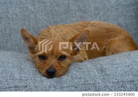 Relaxed dog sprawled comfortably on a cozy gray couch in a bright living room during a warm afternoon Relaxed dog sprawled comfortably on a cozy gray couch in a bright living room during a warm afternoon 133245900