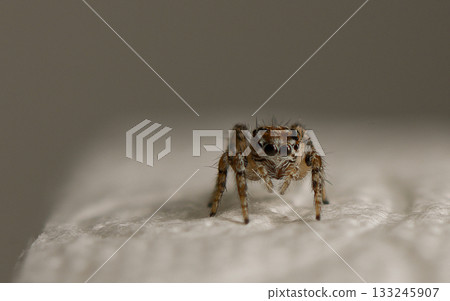 Curious spider exploring a soft surface in close-up view during daylight Curious spider exploring a soft surface in close-up view during daylight 133245907