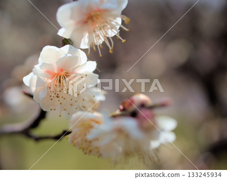 三月美麗的白色梅花盛開 三月美麗的白色梅花盛開 133245934