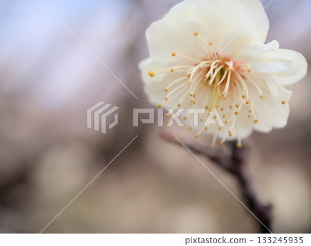 Beautiful white plum blossoms in March 133245935