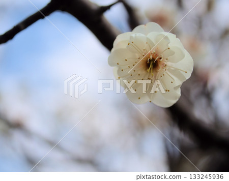 三月美麗的白色梅花盛開 三月美麗的白色梅花盛開 133245936
