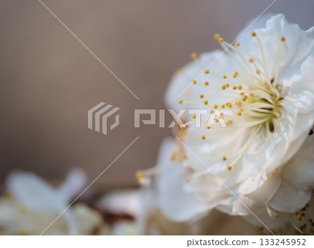 Beautiful white plum blossoms in March Beautiful white plum blossoms in March 133245952