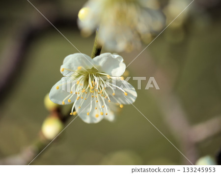 三月美麗的白色梅花盛開 三月美麗的白色梅花盛開 133245953