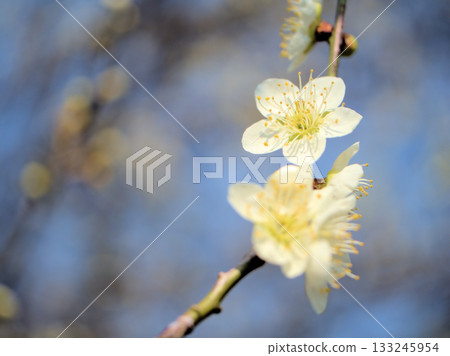 三月美麗的白色梅花盛開 三月美麗的白色梅花盛開 133245954