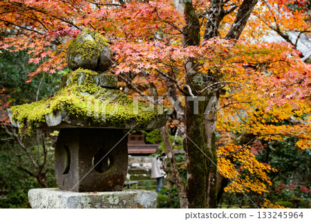 楓葉離開了紅葉 楓葉離開了紅葉 133245964