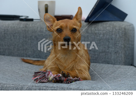 Playful dog relaxes on couch during cozy indoor afternoon at home Playful dog relaxes on couch during cozy indoor afternoon at home 133246209