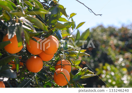 Ripe oranges glistening under the bright sun in a lush orchard on a clear day Ripe oranges glistening under the bright sun in a lush orchard on a clear day 133246240