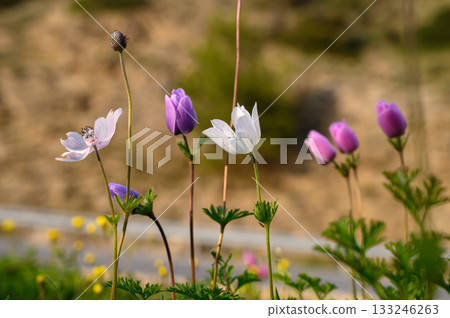 Colorful wildflowers bloom vibrantly along a sunny hillside in early spring 133246263
