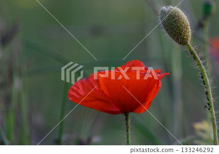 Vibrant red poppy blooms in a lush green meadow at dusk showcasing nature's beauty Vibrant red poppy blooms in a lush green meadow at dusk showcasing nature's beauty 133246292