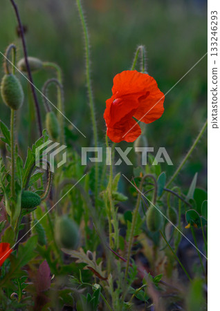 Vibrant red poppy blooms amid lush greenery in a peaceful meadow at dusk Vibrant red poppy blooms amid lush greenery in a peaceful meadow at dusk 133246293