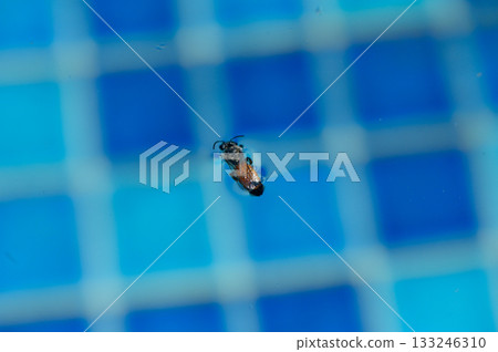 Tiny insect floats gracefully on vibrant blue tiles in a tranquil water setting during a sunny day Tiny insect floats gracefully on vibrant blue tiles in a tranquil water setting during a sunny day 133246310