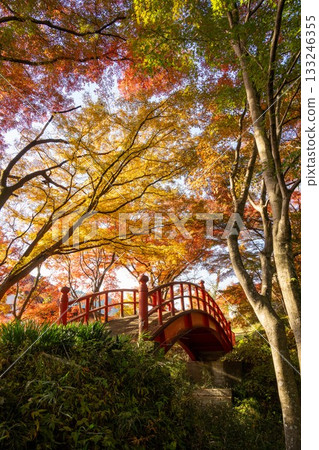 山津里山公園的秋葉 133246355