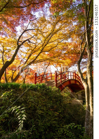 山津里山公園的秋葉 133246357