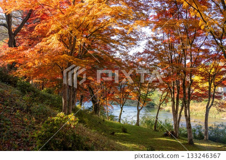 Autumn leaves at Yamatsuriyama Park Autumn leaves at Yamatsuriyama Park 133246367
