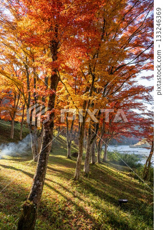 山津里山公園的秋葉 133246369