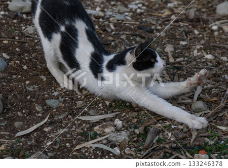 Black and white cat stretches gracefully in a serene outdoor setting Black and white cat stretches gracefully in a serene outdoor setting 133246378