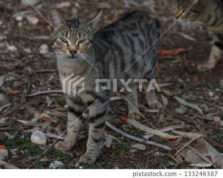 Playful tabby cat exploring a sunlit garden surrounded by leaves and earth 133246387