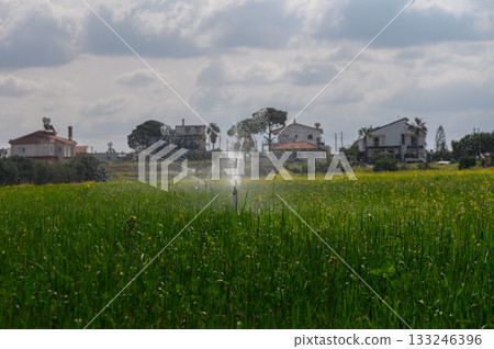 Green fields glisten under sunlight as sprinklers nourish the crops near rustic homes in a serene countryside setting Green fields glisten under sunlight as sprinklers nourish the crops near rustic homes in a serene countryside setting 133246396