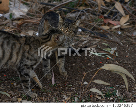 Two playful cats share a tender moment in a serene outdoor setting during the golden hour of afternoon light Two playful cats share a tender moment in a serene outdoor setting during the golden hour of afternoon light 133246397