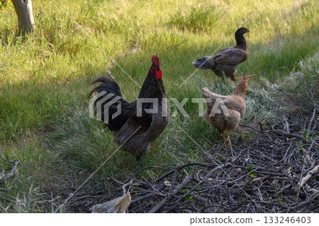Free-range chickens and rooster exploring a sunny meadow in the early evening light Free-range chickens and rooster exploring a sunny meadow in the early evening light 133246403